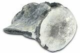 Fossil Whale Caudal Vertebra - Yorktown Formation #362059-3